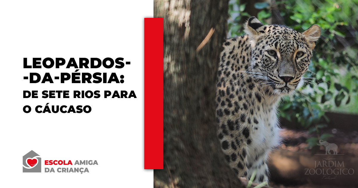 Leopardos-da-pérsia